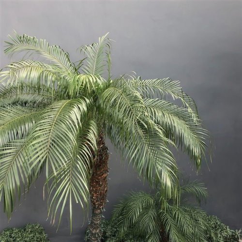 Pony x Sensation (LEŽ x KNDR Mashup)