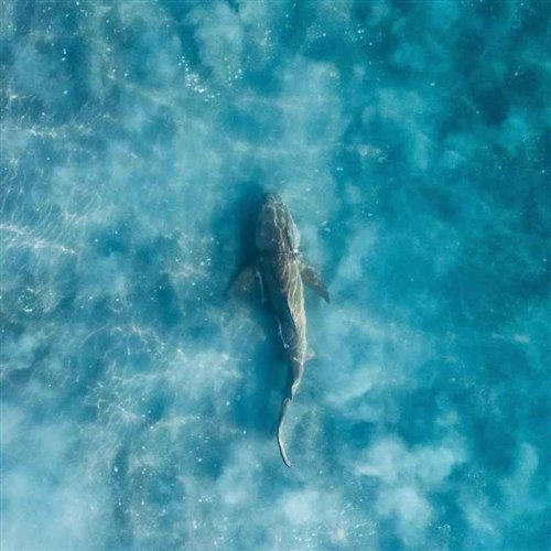 초대 Invitation (FLORA Remix)