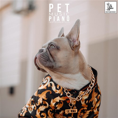 Amy Music - Black Cat - 2025 