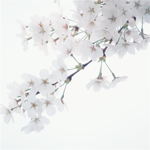 ENHYPEN kirillk remix 