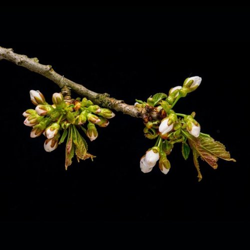 Timofey Nazarov - Cassiopea 