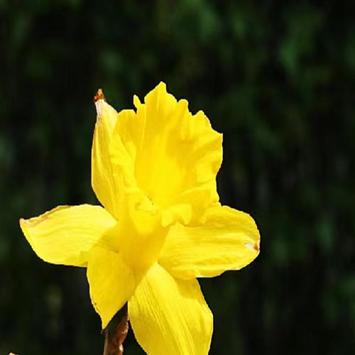 Yihuik苡慧 - 致你 (DJ SkR Bounce Remix)