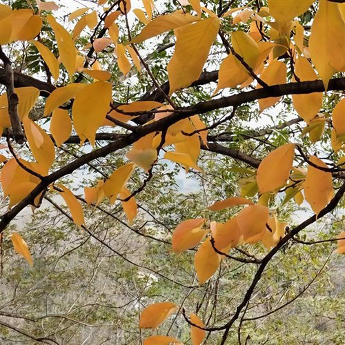 Acraze, Goodboys X Smack  Siik - Believe Vs. Lifestyle (Kastra Edit)