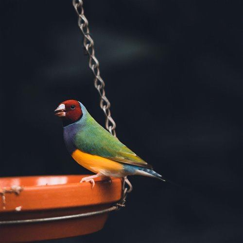 Dj Rich Jurassic  Whats Golden Dj Intro